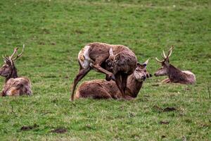 a group of deer are sitting on the grass photo