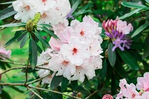 Close-up of delicate white rhododendron flowers with a hint of pink, surrounded by green foliage. photo