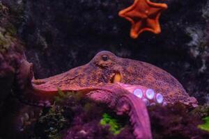 de cerca de un pulpo en un oscuro acuario con un estrella de mar en el antecedentes. foto