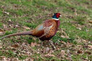 Colorful male pheasant bird in natural habitat, standing on grass. photo