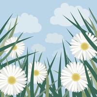 Chamomile blooming in the grass with clouds on blue background. Vector Illustration