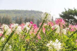 Pink and white spider flower in the garden photo