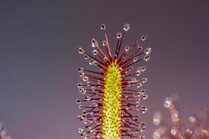 capa rocío de sol, drosera capensis, carne comiendo planta en el verano luz de sol reflexión el invernadero. foto