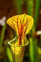 Pitcher plant, Sarracenia, illuminated by sunlight in botanical gardens kruidtuin in Leuven, Belguim photo