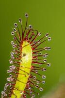 Cape Sundew, Drosera Capensis, flesh eating plant in the summer sunlight reflection the greenhouse. photo