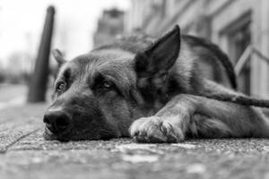 Lazy german shepherd relaxing on the pavement photo