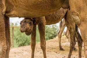 A young camel watching curiously to the tourist from under his mother at a live stock market near Merv, Turkmenistan photo