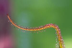 Cape Sundew, Drosera Capensis, flesh eating plant in the summer sunlight reflection the greenhouse. photo