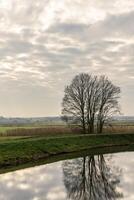 Tree reflecting in the water of the Dommel river in Den Bosch on the edge of the Bossche Broek nature reserve on a clouded day. photo