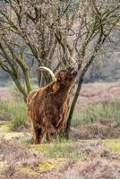 A dark brown Scottish highlander cow eating a tree the meadows of the Bussemerheide. photo