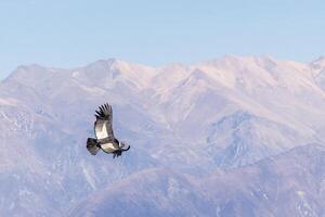 A condor flying by at the Cruz del Condor in the Colca Canyon near Arequipa, Peru. The second deepest canyon in the world. photo