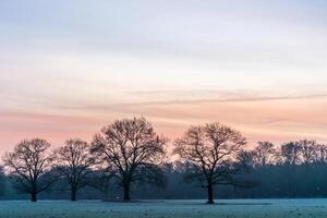 Trees on a frosted meadow on a very cold winter morning with a beautiful orange sunrise. The forest Panbos on the estate of Beerschoten. photo