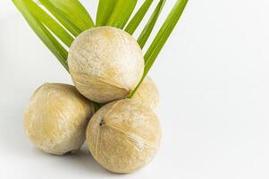 coconut fruit with leaves on white background photo