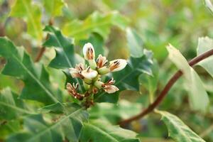 Top view of white flower of Sea holly are blooming and leaves on branch in natural environment in Thailand. Another name is Holly-leaved acanthus or Holly Mangrove. photo