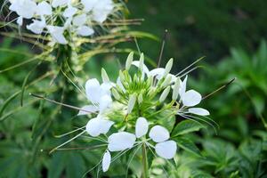 Close up of white Spider flowers or Cleome blooming on inflorescence and blur natural background. Another name is Rocky Mountain bee plant, stinking clover. photo