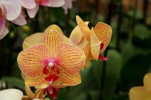 Bright yellow and red Vanda orchid flower blooming on bunch and blur background. photo