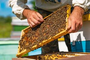 Beekeeper is working with bees and beehives on the apiary. Frames of a bee hive. Beekeeping. Honey photo