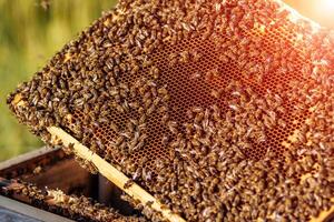 marcos de un Colmena. trabajando abejas en un colmena. abejas giro néctar dentro Miel. foto