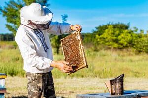 Beekeeper is working with bees and beehives on the apiary. Frames of a bee hive. Apiary concept photo