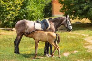 Pretty foal standing with its mother horse and is eating milk outside. Foal stands in a paddock with its mother. photo