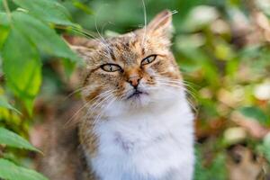 Funny cat with red and white fur and squinting eyes. Yellow-eyed cat sitting in the nature. Sleepy cat in the green garden and bokeh effect. photo