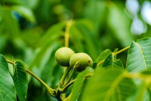 Two green immature walnuts on the tree among green leaves. Green fruits on a branch of walnut tree in summer. Close-up photo