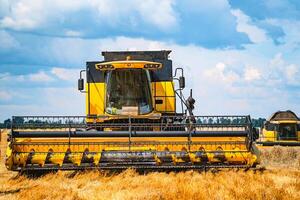 segador máquina cosecha en trigo campo. foto