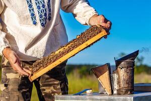 Beekeeper is working with bees and beehives on the apiary. Bees on honeycombs photo