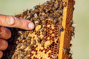 hands of man shows a wooden frame with honeycombs on the background of green grass in the garden photo