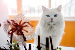 Beautiful white cat sitting on the window and white wedding garter with red flower next to it. Cat on wedding near the window looking at camera. photo