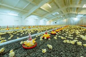 Little yellow chicks in close farm, temperature and light control. Indoors chicken farm, chicken feeding. photo