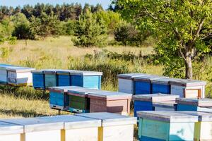 urticaria en un colmenar. vida de trabajador abejas. trabajo abejas en colmena. apicultura. foto