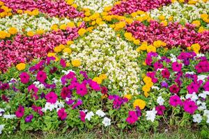 Multicolored flowerbed. Different beautiful species of blossoming flowers. photo