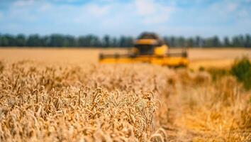 Agriculture machine harvesting crop in fields, Special technic in action. agricultural technic in field. Heavy machinery, blue sky above field. photo