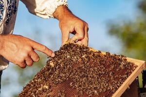 Beekeeper is working with bees and beehives on the apiary. Bees on honeycomb. Frames of a bee hive. Beekeeping. Honey. photo