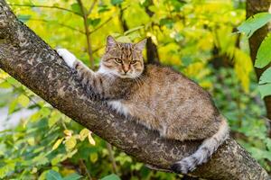 Big beautiful yellow-eyed cat sitting on the tree in the garden. Fat cat stretching its paw on the branch of a tree. Striped cat in the autumn forest. photo