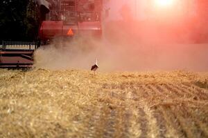 Combine harvester in action on the field. Combine harvester. Harvesting machine for harvesting a wheat field. photo