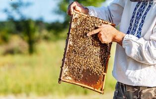 Hand of beekeeper is working with bees and beehives on the apiary. Bees on honeycombs. Frames of a bee hive photo