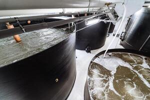 Shrimp breeding farm. Inside a shrimp farm photo