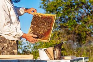 Beekeeper working with bees in his apiary. Bees on honeycombs. Frames of a bee hive photo