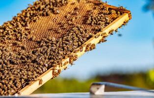 Working bees on honeycomb. Frames of a bee hive. Apiculture photo