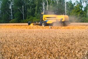 combine harvester working on a wheat field photo