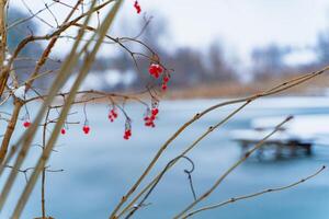 Tree of guelder-rose in winter on the background of frosen river. Red currants hanging on a tree with snow. Close-up photo