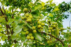 Nut tree with fruits. Almond Nuts Tree Farm Agriculture Food Production photo