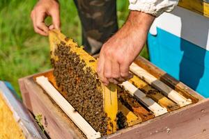 apicultor pone un marco con panales en un Colmena para abejas en el jardín en el verano foto
