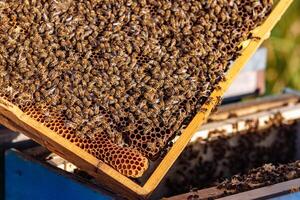 Working bees on honeycomb. Frames of a bee hive. Apiculture photo