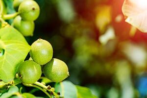 verde nueces en un árbol. un lote de nueces en un árbol en un soleado día foto