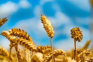tallos de trigo son representado en el fondo de azul cielo en soleado día foto