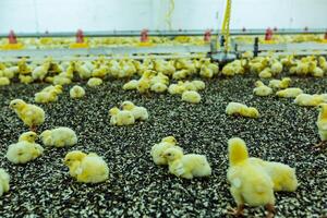 Chicken farm. Big poultry rearing farm. Indoors chicken farm, chicken feeding photo