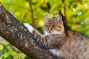 striped cat lays on the branch of tree and looks into the distance in the forest in the summer. Close-up photo